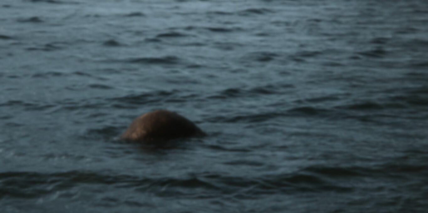 Loch Ness Sighting 1364X679