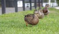 Ducks At Loch Ness 1028X600