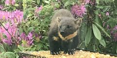 Pine Marten Scaled E1726056892241 1364X679