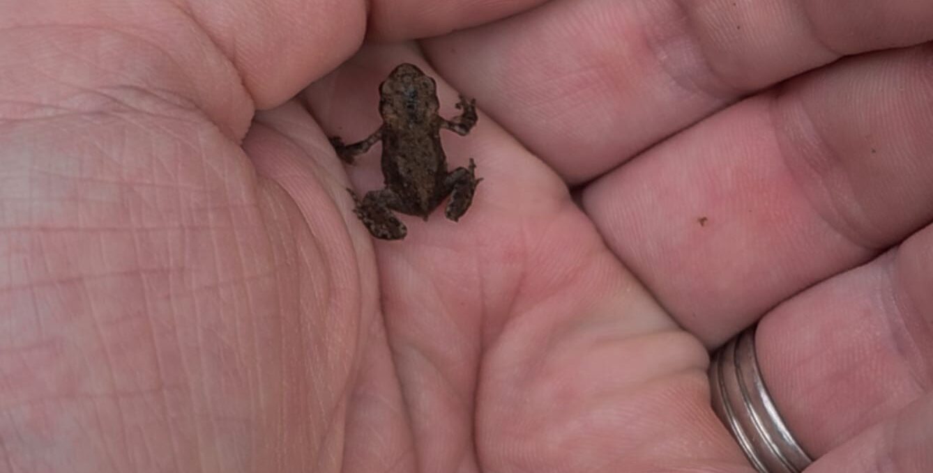 Loch Ness Todd 1338X679