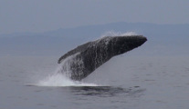 Humpback Breach
